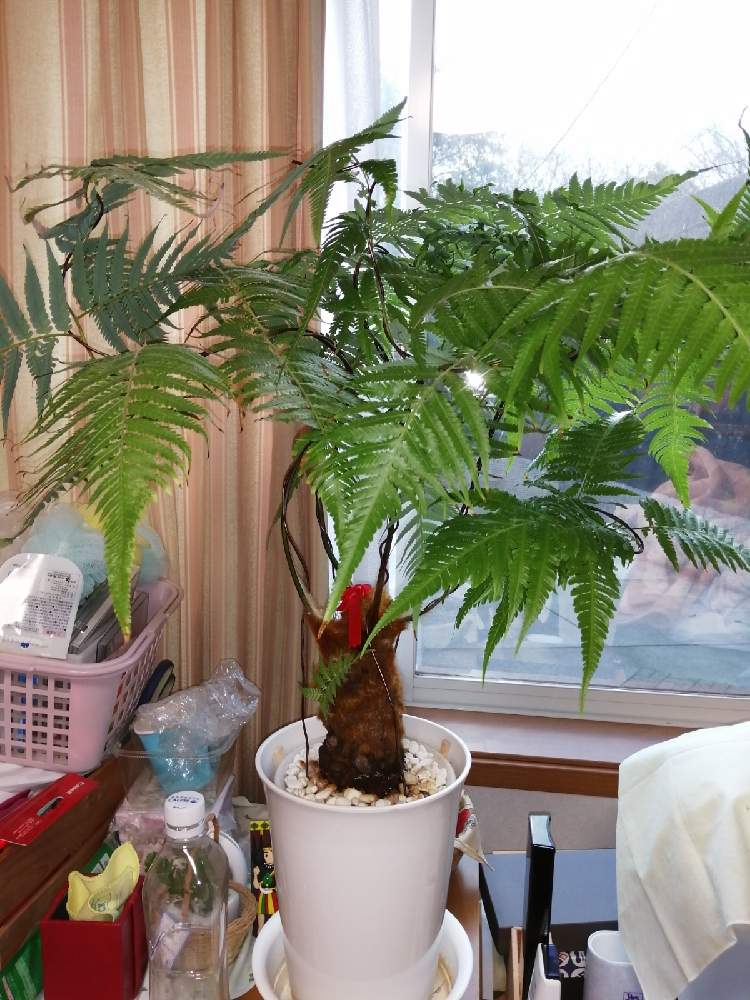 部屋の画像 by 白マジュさん | 部屋とタカワラビとゴールデンモンキーとキンモウコウと観葉植物とシダ植物と珍奇植物とかわいい子❤️