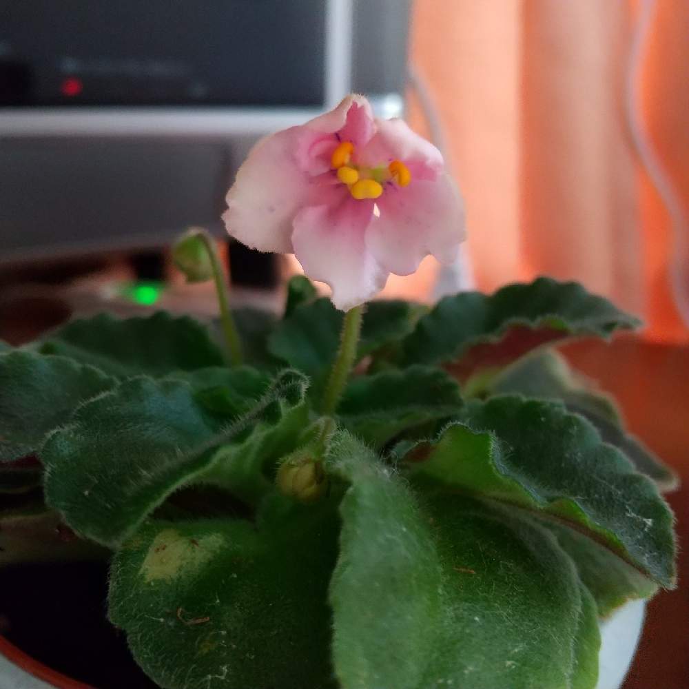 窓辺の画像 by 和の花♪さん | 窓辺とセントポーリア セトコとおうち園芸とスマイル♡