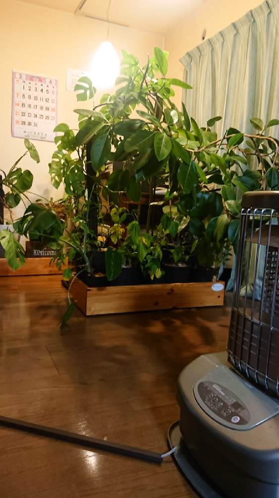 インテリアの画像 by 居間ノ庭『イマニワ』さん | インテリアと観葉植物とヒメモンステラ!とおうち園芸と店舗ディスプレイと居間ノ庭とナチュラルスタイルと花のある暮らしとゴムの木 ♪アルテシーマと木製水受け皿