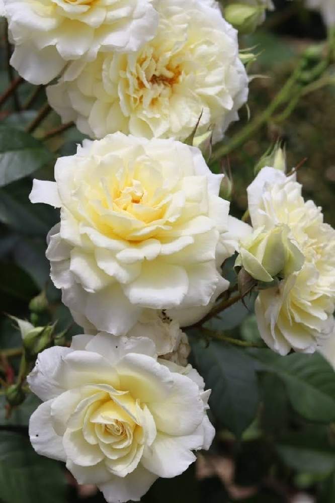 壁/天井の画像 by *Jupiter*さん | 壁/天井とムーンスプライトと月の妖精(薔薇)と春の青空とcanonと水曜ローズショーと春風と一眼レフと花巻温泉バラ園とはなのある暮らしと素敵な色合いと頑張ってと素敵な出会いに感謝としあわせを願ってとかわいいな♡と色あざやかと単焦点レンズ