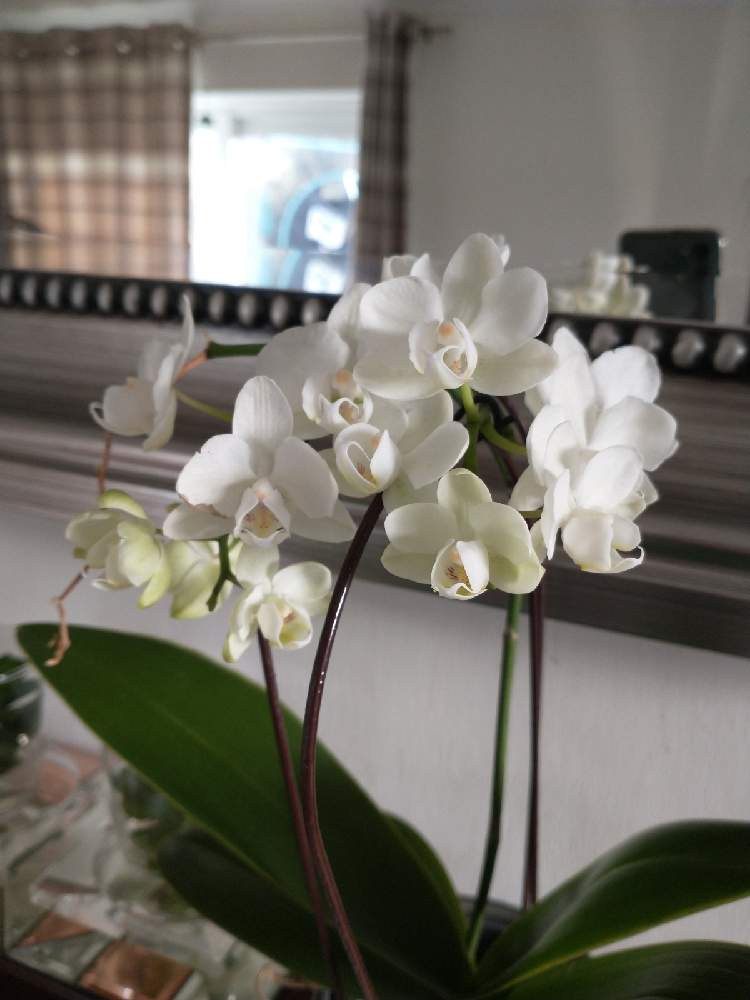 部屋の画像 by Kaoley ☘︎さん | 部屋と胡蝶蘭とKaoley's 蘭と気になる花と室内のお花とインテリアと植物と集中ケアの花 ❀.*・゚とチーム海外