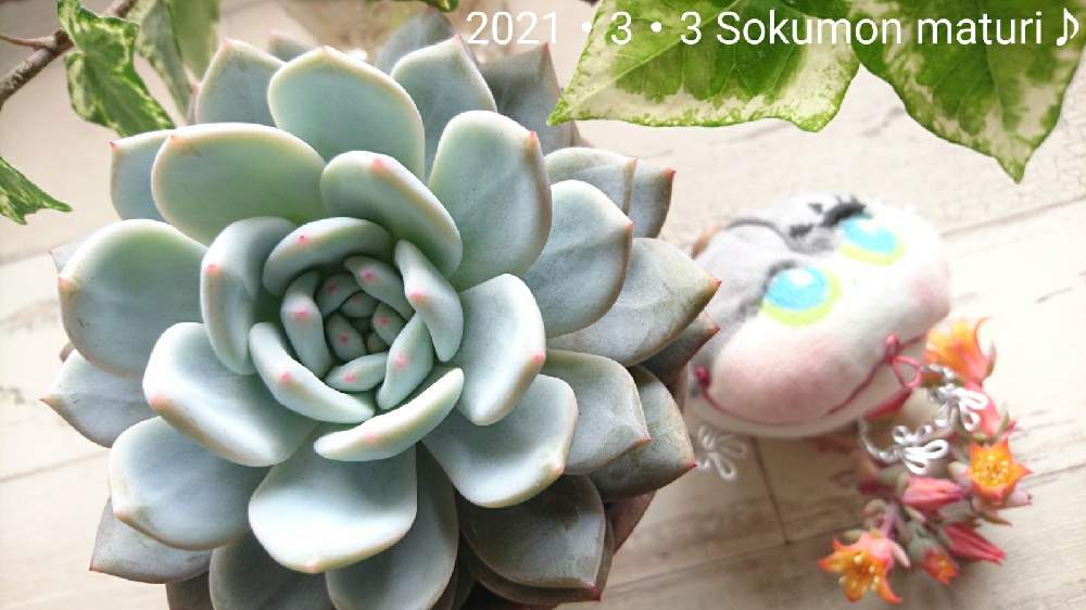 部屋の画像 by シエラさん | 部屋とラウリンゼ♪と多肉植物と多肉大好きと緑のある暮らしとソクモン祭りとミッドナイト投稿とふんわりベールCLUBღ
