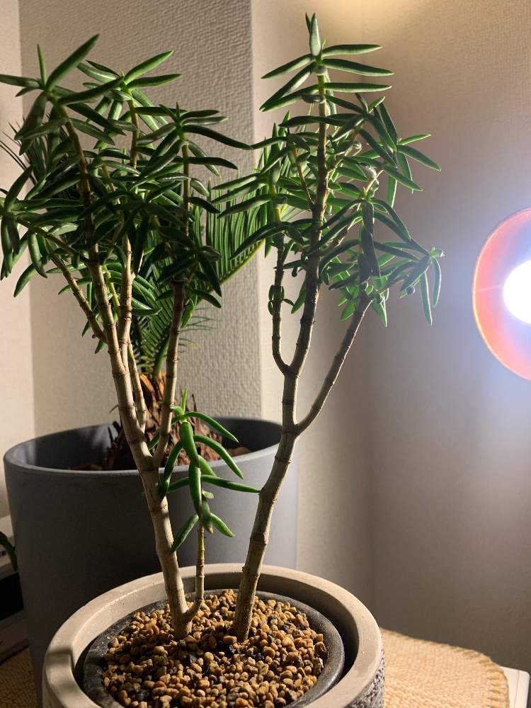 部屋の画像 by はぐさん | 部屋とテトラゴナと植物もオシャレの一部と観葉植物インテリアとリビングジャングルとplanslover