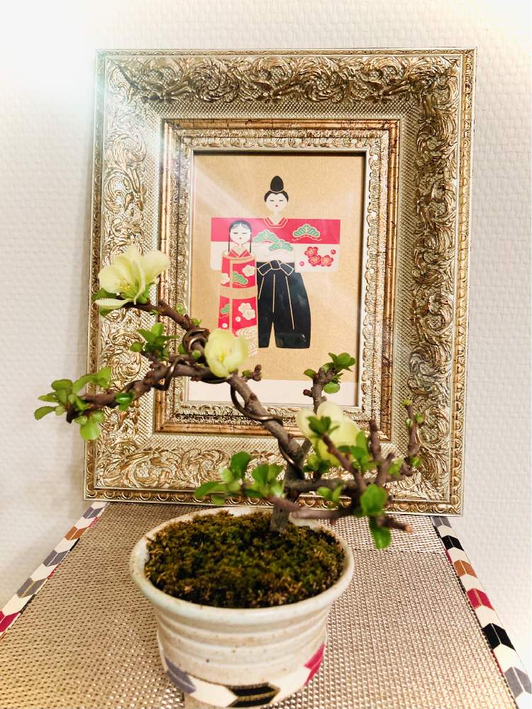 インテリアの画像 by B~on~彩✨さん | インテリアとミニ盆栽と雛祭りと草木と長寿梅 白花