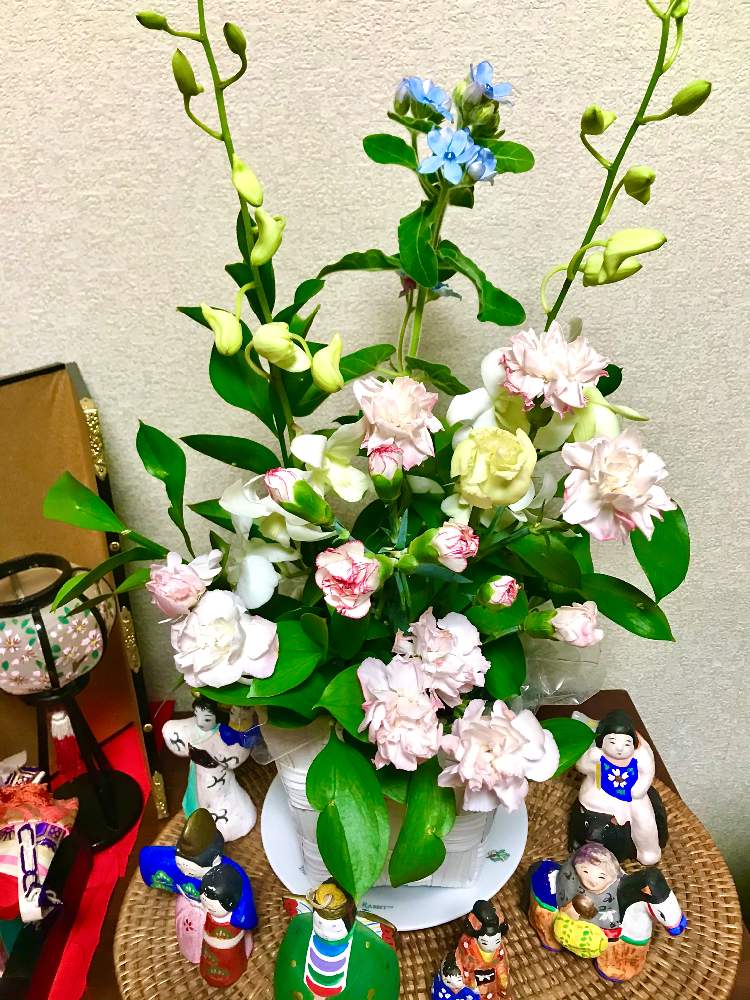 お出かけ先の画像 by TIさん | お出かけ先とカーネーションとひな祭り 雛飾りとブルースターとデンファレ