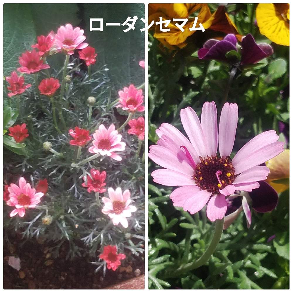 小さな庭の画像 by メリーさん | 小さな庭と小さい花壇♡とおうち園芸とローダンセマム♡と寄植えと鉢植えと花のある暮らしと狭い花壇と地植え