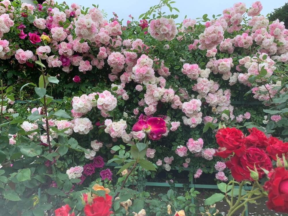 お出かけ先の画像 by まあみさん | お出かけ先とスプレーバラとばら バラ 薔薇と公園とピンク❤︎ピンクとバラ科と綺麗と可愛いとお散歩と水曜ローズショー