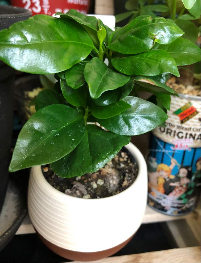 窓辺の画像 by はむしょうさん | 窓辺とコーヒーの木と観葉植物と観葉植物のある暮らしとHC行くと買っちゃうあるあると道民あるある