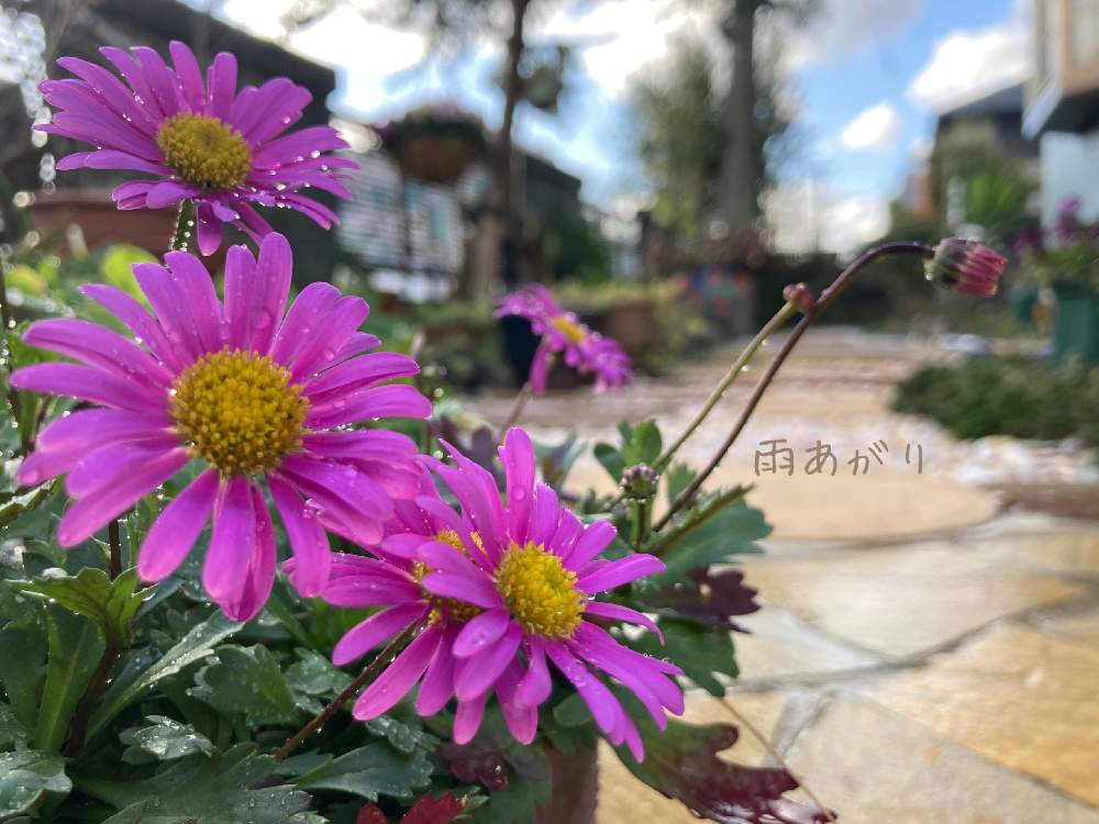 アプローチの画像 by リンリンさん | アプローチと花のある暮らしと小さな寄せ植え☆とガーデニングが心の癒し❤️