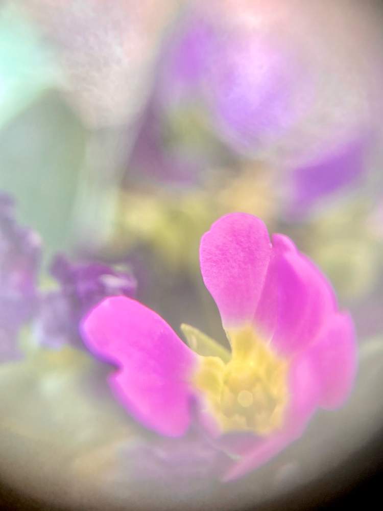 お出かけ先の画像 by ヒーちゃんさん | お出かけ先とピンクの花と誕生花と今日はなんの日