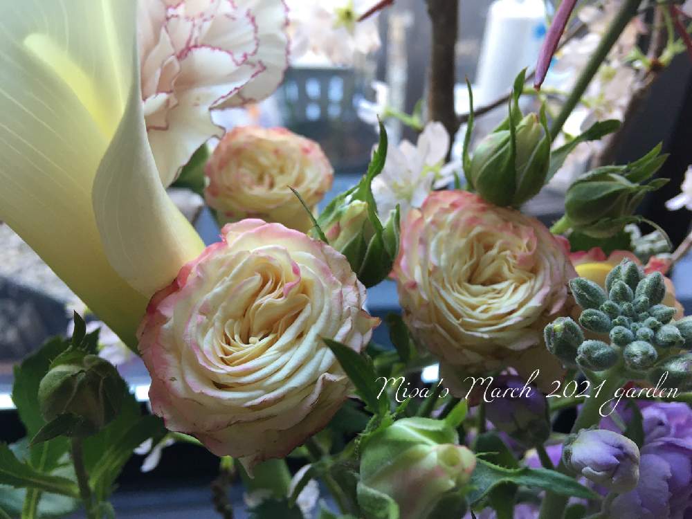 部屋の画像 by misaさん | 部屋とバラとHTCと植物のある暮らしと千葉県と薔薇愛同盟とバラのある暮らしとGSのみなさんに感謝♡と頑張れ地球‼️と植中毒とバラと夢CLUBと❤️いいね、ありがとうと フラワーアレンジと無農薬といけばなと花のある暮らしとバラ・ミニバラと切り花と生け花と頑張れ❗️日本