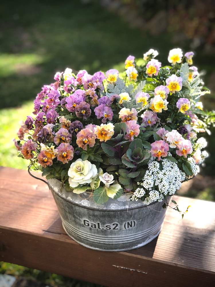 の画像 by ハルさん | フリルパンジーと花と緑のある暮らしとビオラ・パンジーと寄せ植えとおうち園芸と元気モリモリとビオラ華あられとガーデニングといい天気☀️と小さなお庭と アリッサムとグリーンと楽しい時間と夢見るパンジー☆と簡単にできる!ガーデニング寄植え