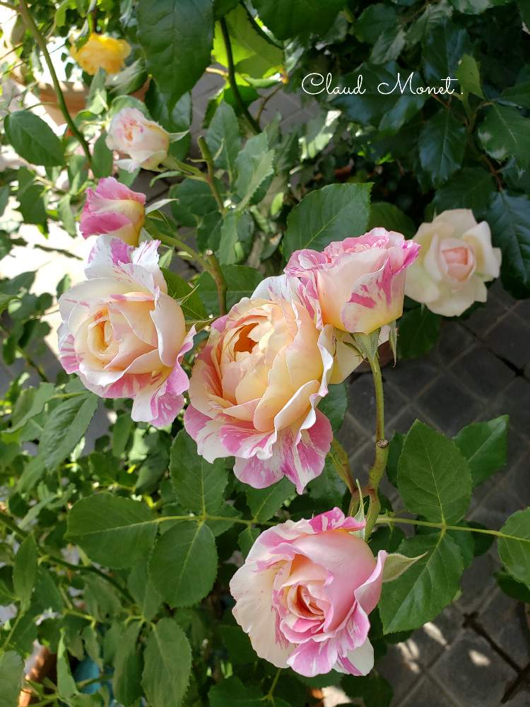 の画像 by hanamizukiさん | バラ クロードモネと過去picとばら バラ 薔薇とプリチー♡とバラ鉢植えとデルバールと花のある暮らしと薔薇♪と薔薇あど