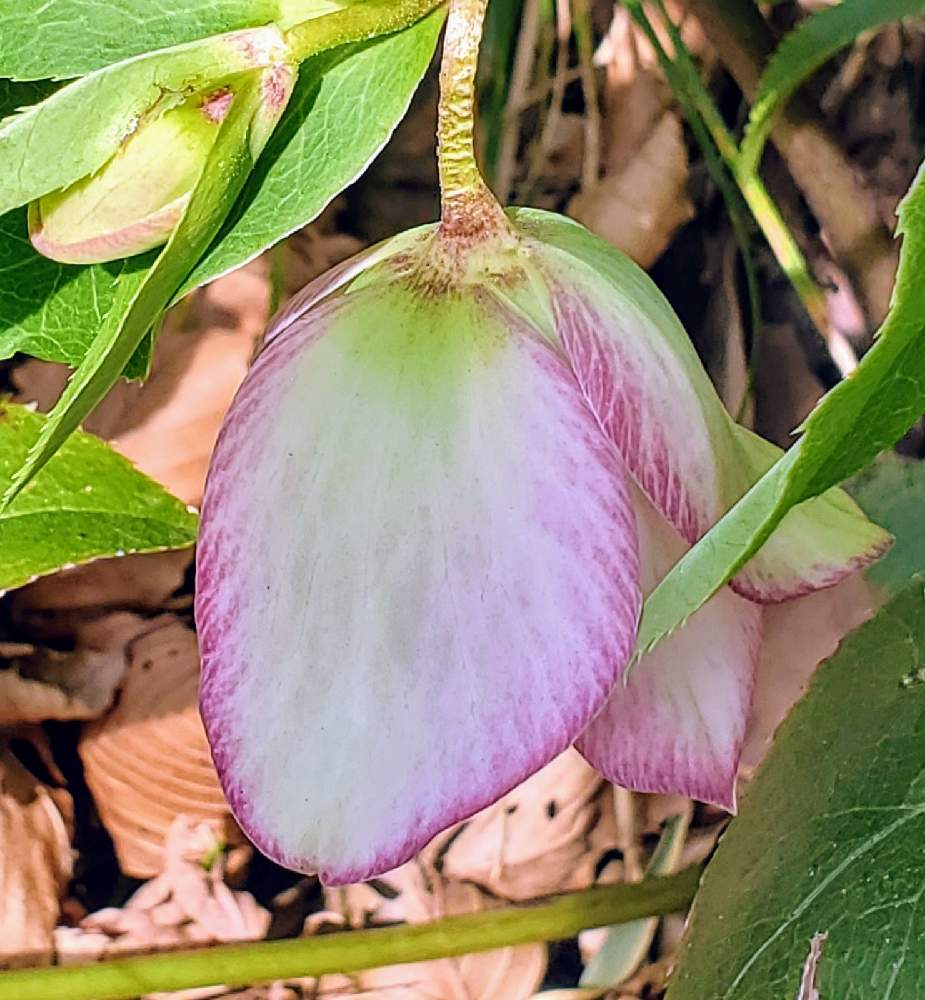 の画像 by にこ(●´ϖ`●)さん | 城山公園と名前??