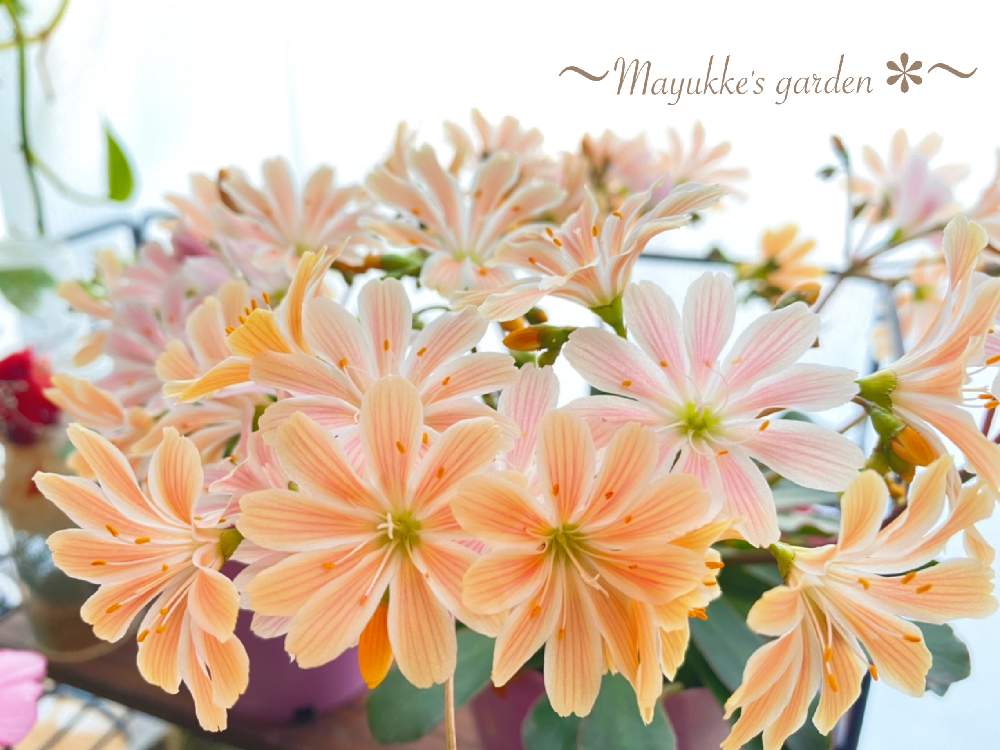 窓辺の画像 by まゆっけさん | 窓辺とレウィシアとオレンジの花と暮らしに花をとビタミン Fと日々の生活を丁寧に…と花のある暮らしと花が好き