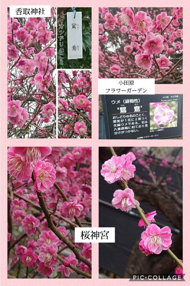 の画像 by トリトンさん | うめと梅 鴛鴦(えんおう)とキュンキュン乙女倶楽部と医療・介護の皆様に感謝と春よ来い、早く来いと山火事鎮火を願ってとピンク❤︎ピンクと癒やされる♡とGS日和としあわせ運べるようにと地震お見舞い申し上げますとキュンキュン乙女倶楽部No.183とかわいい