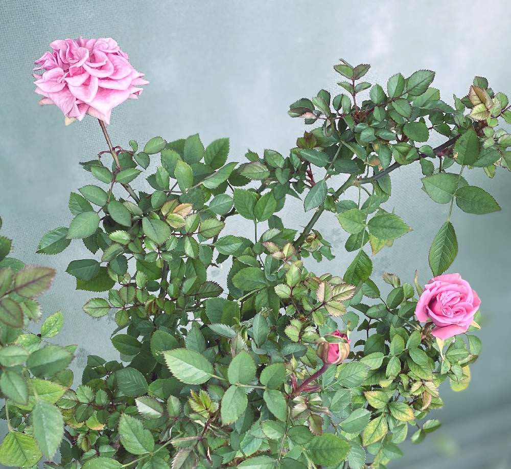 バルコニー/ベランダの画像 by kappy*さん | バルコニー/ベランダと植物のある暮らしとばら バラ 薔薇と水曜ローズショーとベランダガーデニングとベランダガーデンとおうち園芸と花のある暮らしと薔薇♪とミニ薔薇