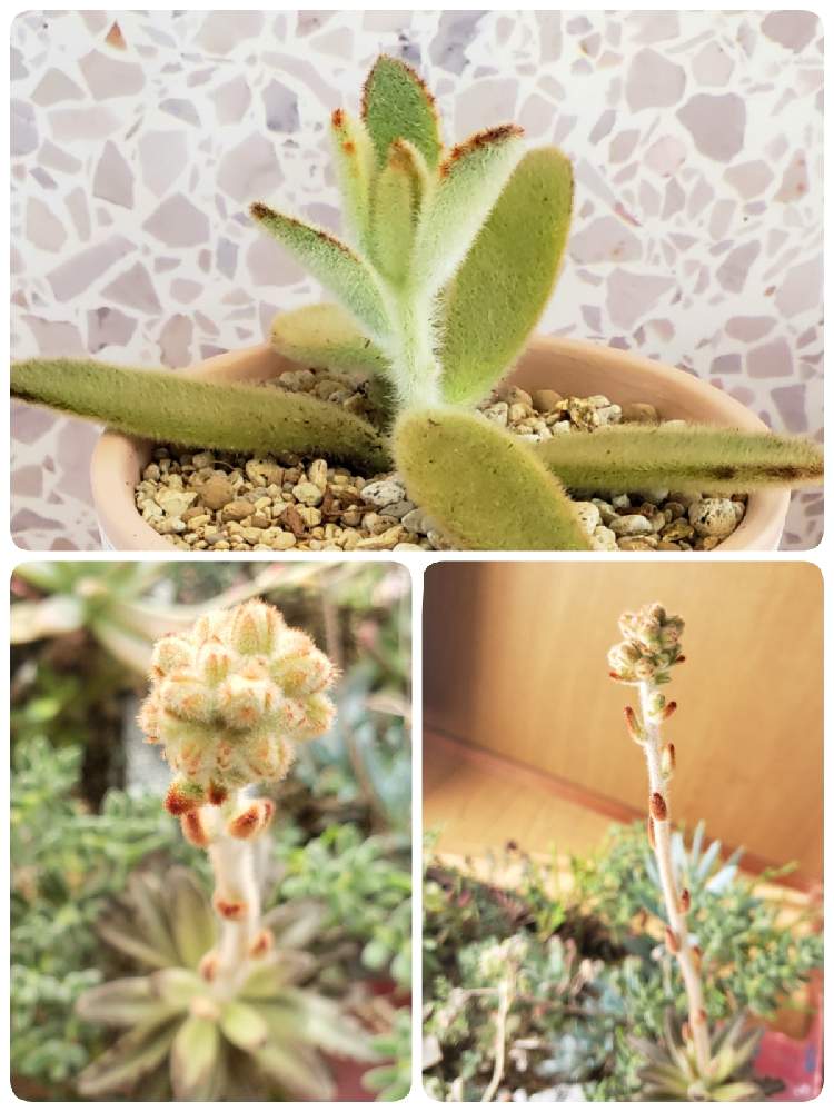 部屋の画像 by なつ子さん | 部屋とゴールデンラビットと多肉植物と医療・介護の皆様に感謝とひやみかち首里城!とおうち園芸とバラと夢CLUBと毎月3日は耳の日とGSアダルトチームとたにおたくらぶ