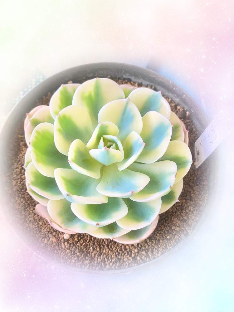 玄関の画像 by はぎさん | 玄関とルノーディーンと多肉植物とエケベリア属と多肉植物 エケベリアと多肉女子