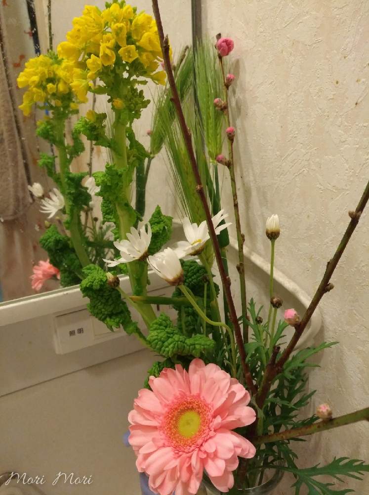 バス/トイレの画像 by 森 森さん | バス/トイレとこんな時こそ花をと森の負けないぞ❗️と医療現場の人々に感謝と今日はひな祭り♡