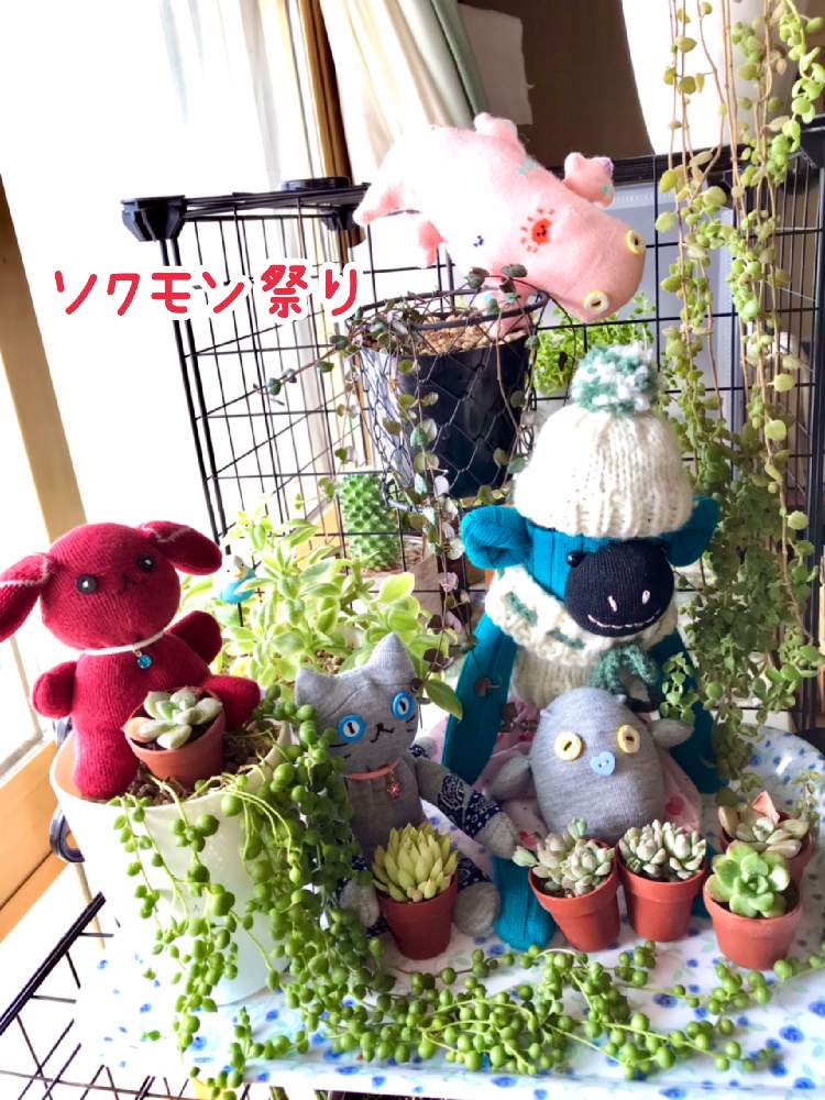 窓辺の画像 by makimay(マキメイ)さん | 窓辺とグリーンネックレスとマッコスとプロストラーツスとセダム プロリフェラとセデベリア ファンファーレとピンクプリティーとハートカズラ・レディハートと多肉中毒と里親メンバーとかわいいな♡*。とソクモン祭りとソクモンと北海道と多肉初心者
