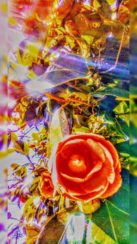 広い庭の画像 by TOTOROGAOさん | 広い庭と椿 (つばき)と#お花好き✨と#笑顔で 紡ぐ 花友と花と緑のある暮らしと野あざみと私に、出来る ささやかな 想いと絆☆紡ぐ!と自然と 共にと# スマホ写真と# 私の 好きな 花 ☆とGSのみなさんに感謝♡とおうち園芸と八ヶ岳への 道のり✨と# 山野草と#花のある暮らしと素敵な 仲間と明日はきっと良い日になるとガーデニングと庭からの 花便りと#写真好きと#花友