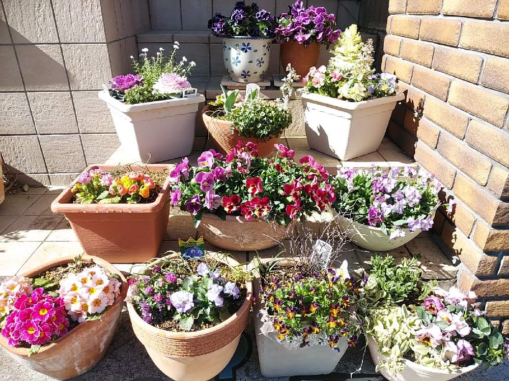 階段/廊下の画像 by じゅんさん | 階段/廊下と春のお花と華やかと癒し系とお雛様仕立てと可愛いと元気になれるね♡と花のある暮らし
