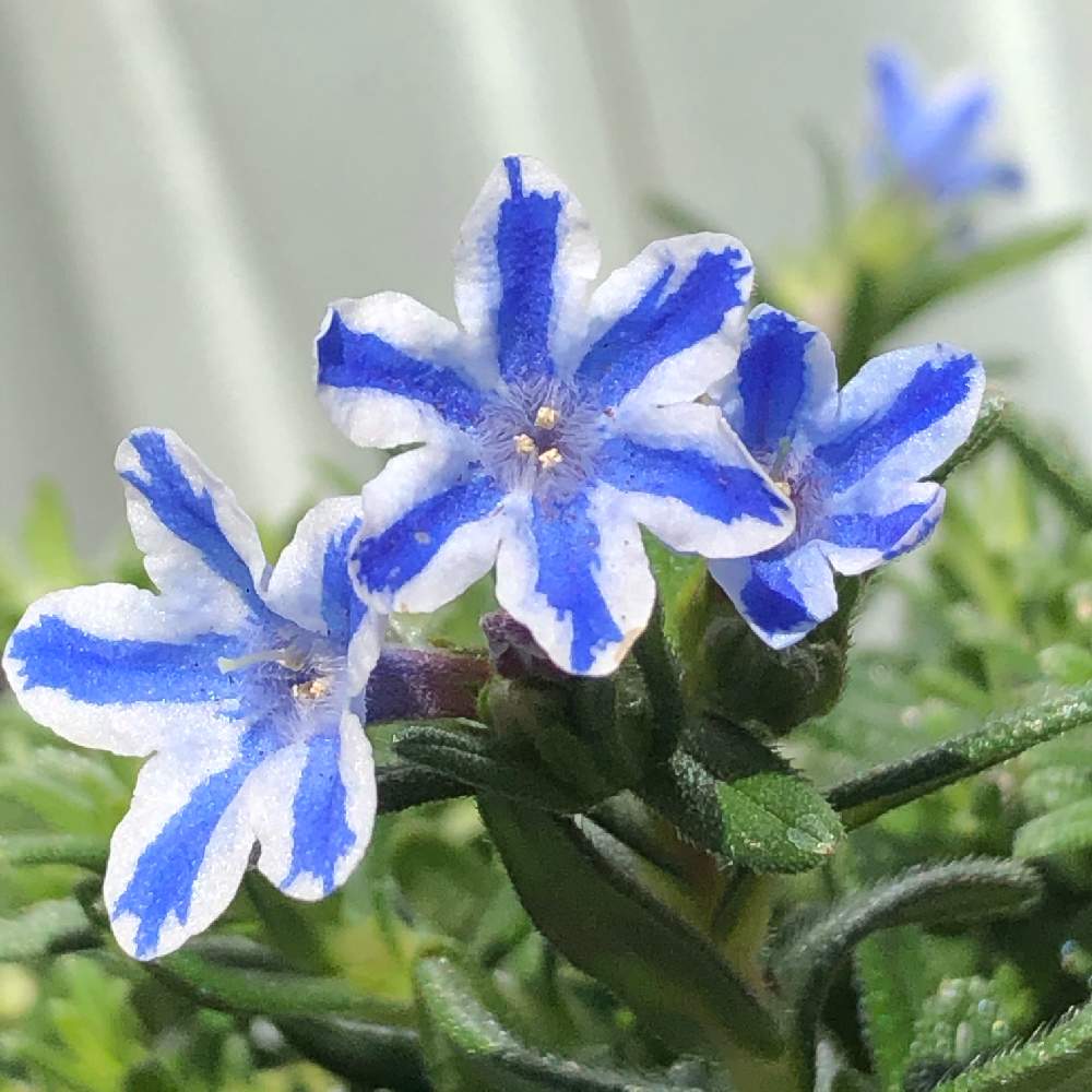 の画像 by とん ことり♪さん | 医療・介護の皆様に感謝と小さなお花と育てる楽しみと一目惚れと咲くのが楽しみとコロナウイルスの終息を願う!と小さな幸せ♡とGSの出会いに感謝❣️とコロナ最前線の皆さまに感謝
