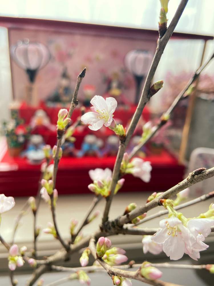 の画像 by n__nさん | 桜 SAKURA サクラと桜の花♡と桃の節句とひな祭り