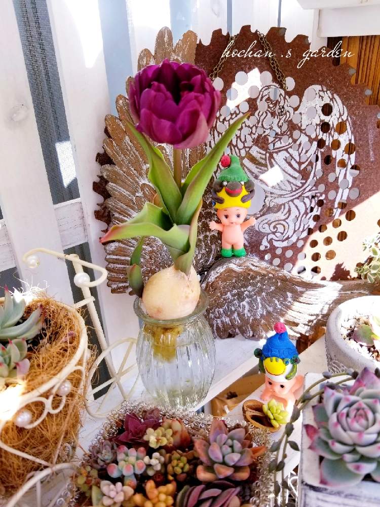 バルコニー/ベランダの画像 by ほーちゃんさん | バルコニー/ベランダと手作りと多肉植物とQP被り物♪と素敵便とベランダ庭と寄せ植えと天使 妖精 モチーフと自分好みとぅん~マンダムと初挑戦と水栽培チューリップと夜な夜な作業で雑貨創りと創る楽しみとソクモン祭りと繋がりに感謝✨とめっちゃ可愛い