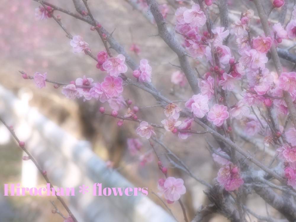 お出かけ先の画像 by Hirochan* flowersさん | お出かけ先と小さなお花と午後の日差しと太陽の光を浴びてと紅梅の花とお花好きの人と繋がりたい