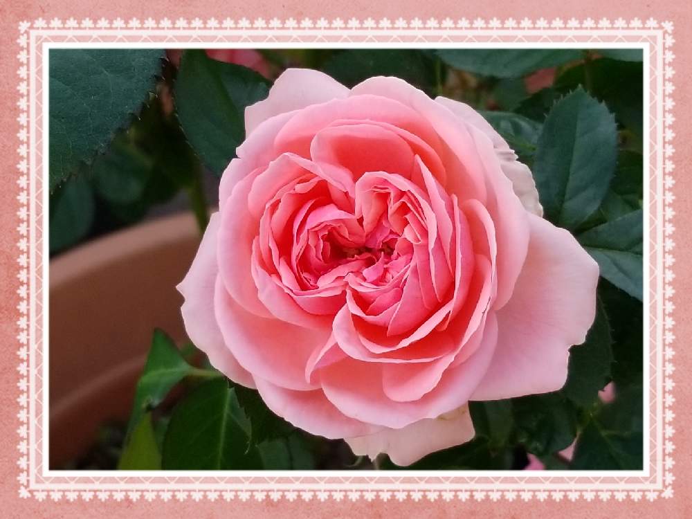 小さな庭の画像 by meymii˖·*❁さん | 小さな庭とキモノとピンクの花.·˖*·と花を楽しむ♡˒˒*と咲いたよとokinawaとマイガーデンとバラ 鉢植えと南の島と花は癒し.。.:*♡と薔薇 バラ♡˒˒*と鉢植えと大好きな花とガーデニングと花のある暮らしと可愛いﻌﻌﻌ花.·˖*❀とお気に入り✧*。