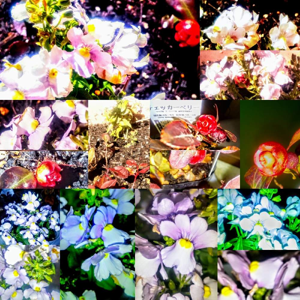 広い庭の画像 by TOTOROGAOさん | 広い庭と宿根ネメシアとチェッカーベリーの実と#お花好き✨と#笑顔で 紡ぐ 花友と花と緑のある暮らしとキラキラ✨と野あざみと私に、出来る ささやかな 想いと絆☆紡ぐ!と自然と 共にと# スマホ写真と# 私の 好きな 花 ☆とおうち園芸と八ヶ岳への 道のり✨と# 山野草と#花のある暮らしと素敵な 仲間と明日はきっと良い日になるとガーデニングと庭からの 花便りと#写真好きと#花友