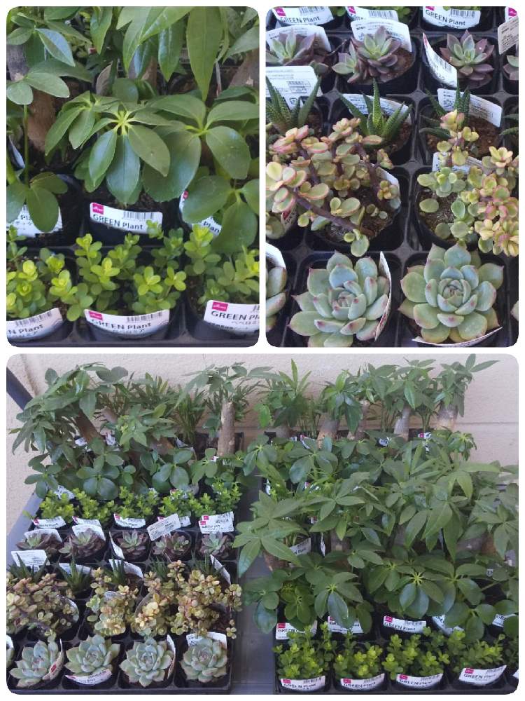 インテリアの画像 by じんばさん | インテリアと多肉植物とダイソー多肉とダイソー300円観葉植物とDAISOとダイソー産とDAISO産