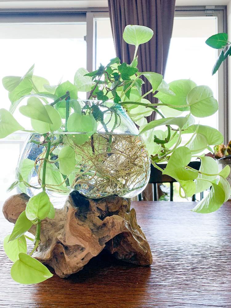 窓辺の画像 by marjoramさん | 窓辺とポトスライムと水栽培とおうち園芸とつる性植物とインテリア雑貨と植木鉢と葉っぱ好き