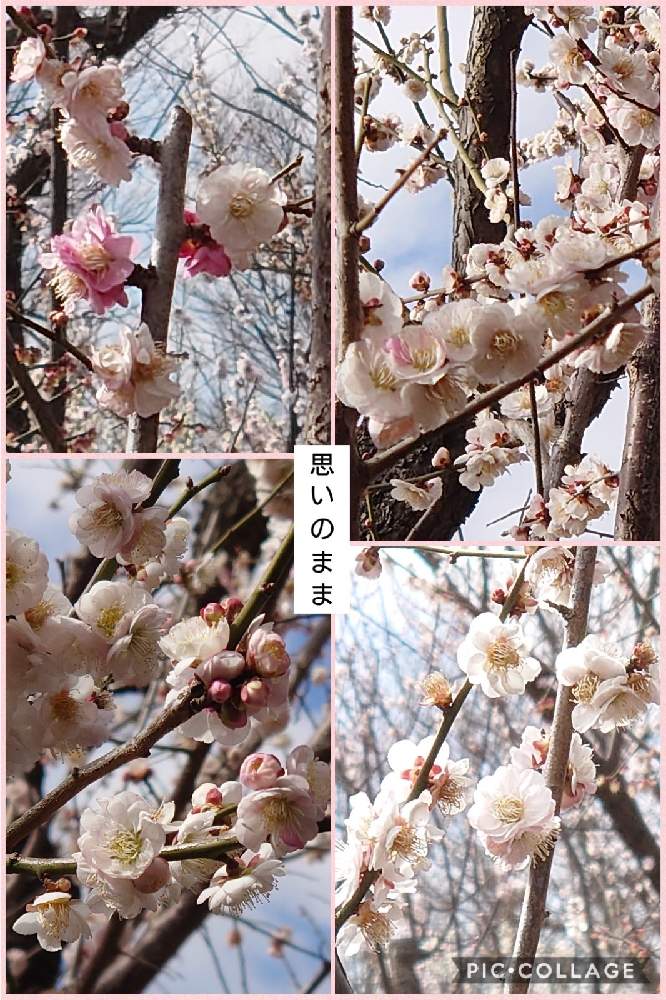 の画像 by トリトンさん | 梅 思いのままとうめとキュンキュン乙女倶楽部と医療・介護の皆様に感謝と春よ来い、早く来いと山火事鎮火を願ってと癒やされる♡とGS日和と羽根木公園としあわせ運べるようにと地震お見舞い申し上げますとキュンキュン乙女倶楽部No.183とかわいいとGS散歩☆世田谷と絞り好き