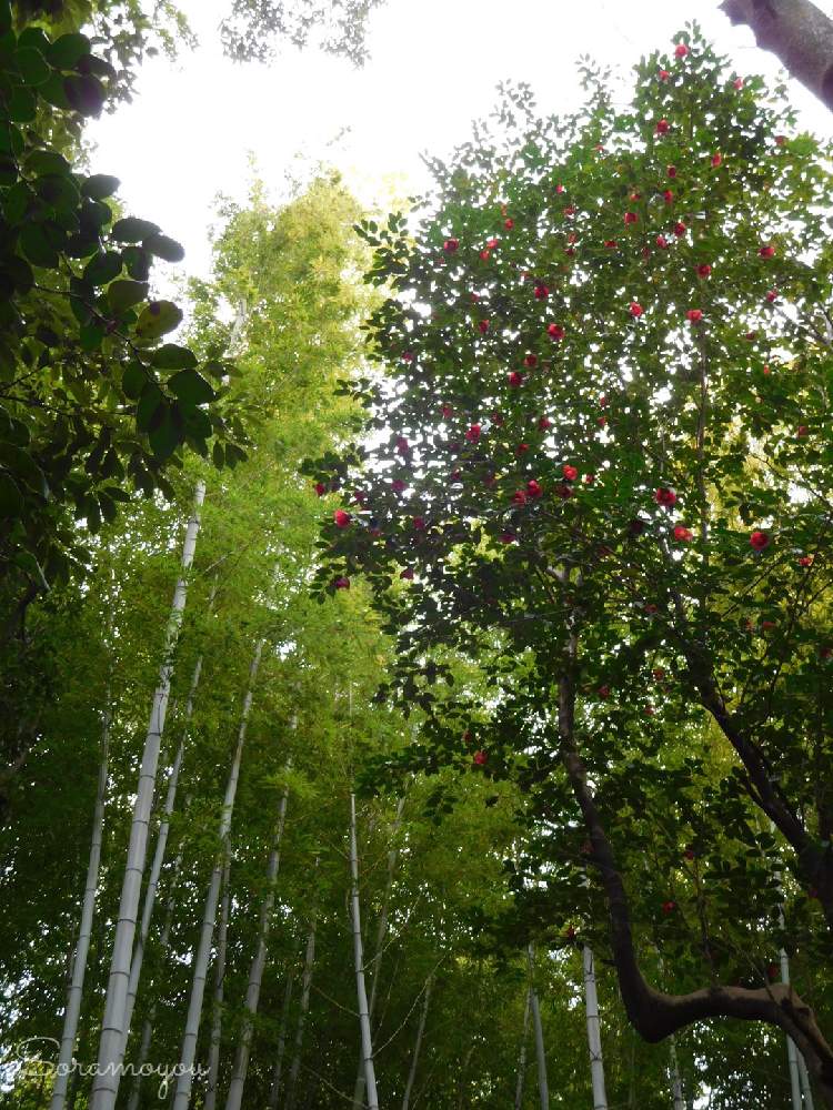 お出かけ先の画像 by そらもようさん | お出かけ先と椿 ツバキと竹 たけと公園と植物大好き