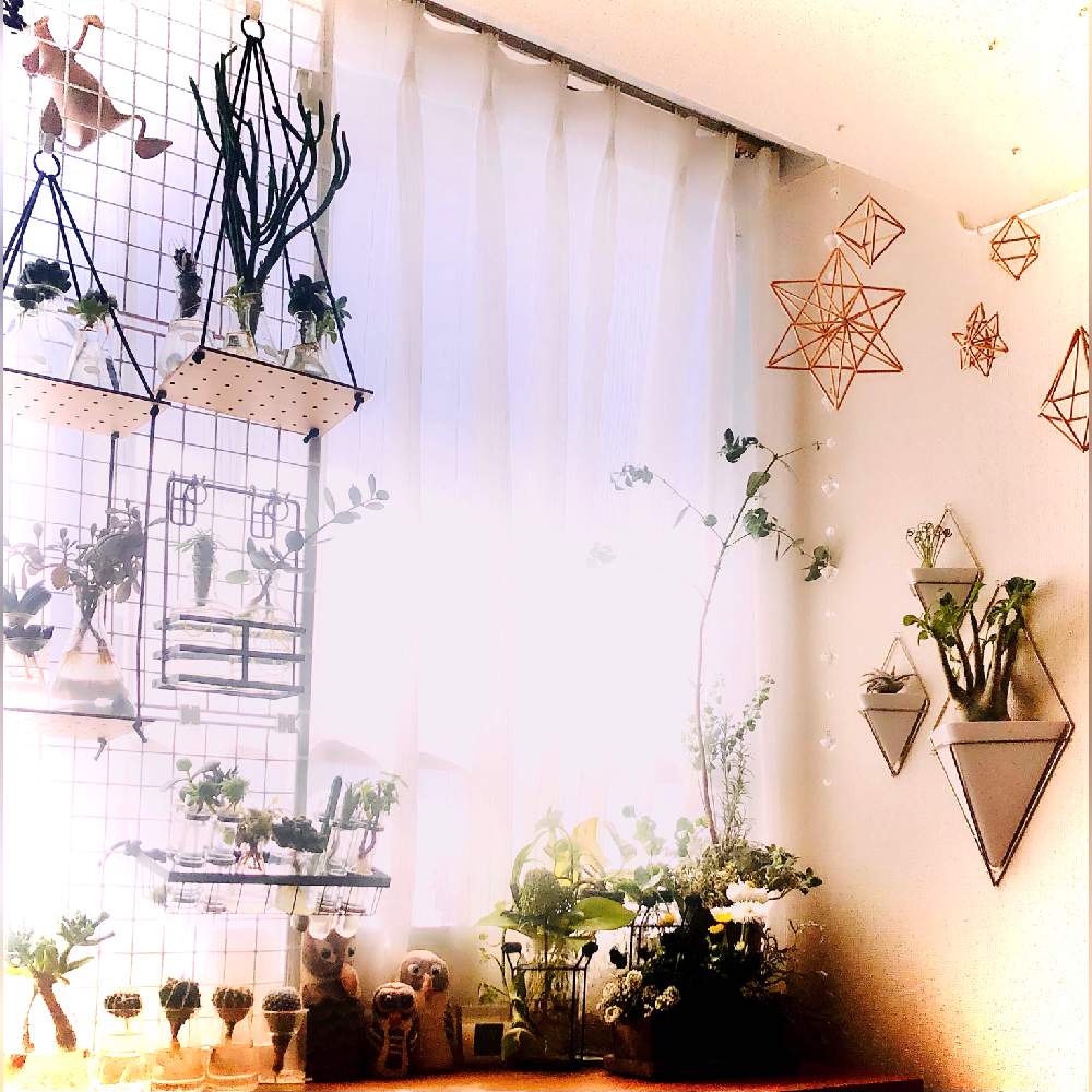 部屋の画像 by エントロピィさん | 部屋とアデニウム アラビカムとスミキアと季節のお花の寄せ植えとポトスいろいろとマルニエル ラポストレイとアルブカ スピラリス フリズルシズルとユーカリ グニーと多肉植物いろいろと多肉植物とサボテン水耕栽培と多肉棚DIYと緑色の植物とお花の寄せ植えと水耕栽培といろんな葉っぱと観葉植物のある暮らしと多肉植物の水耕栽培と壁掛け観葉植物とゼオライト栽培と観葉植物の水耕栽培と我が家の窓辺と何でも水耕栽培してしまう症候群