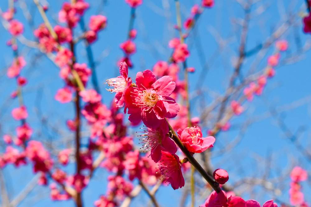 お出かけ先の画像 by ハチさん | お出かけ先とウメとファインダー越しの私の世界