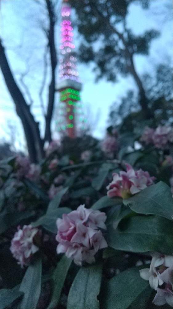 の画像 by うりあんずさん | 沈丁花と東京タワー✨と東京タワーと回文とかずらの会