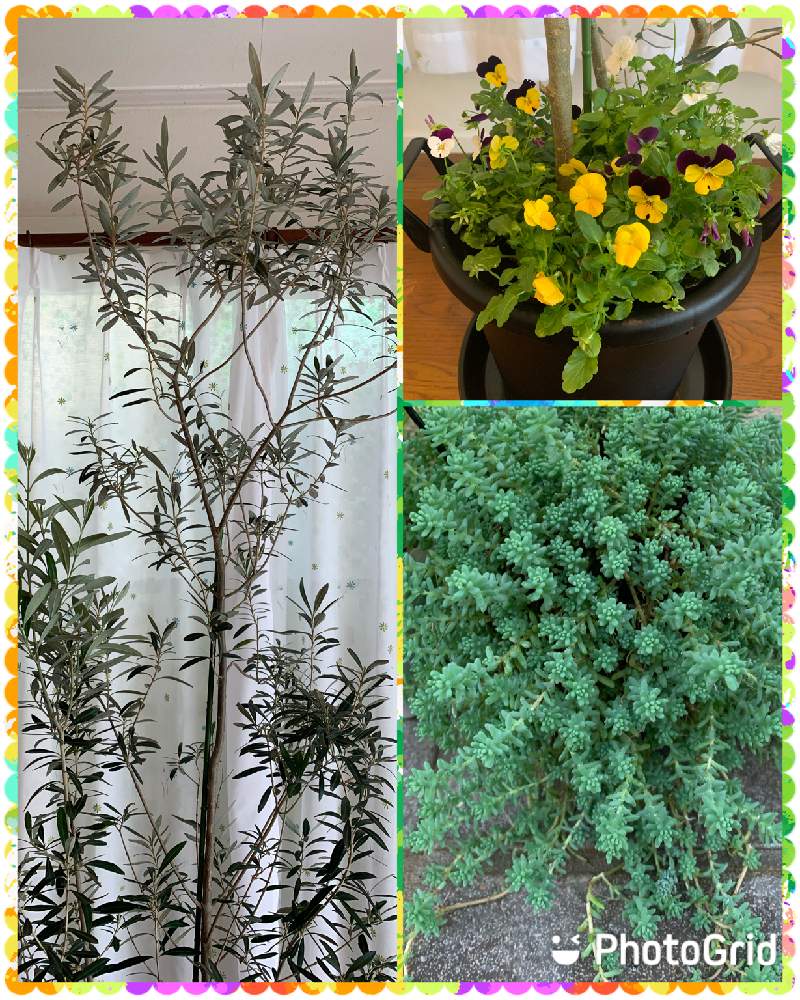 部屋の画像 by スモークツリーさん | 部屋とセダムと多肉植物と観葉植物と オリーブと黄色の花♡