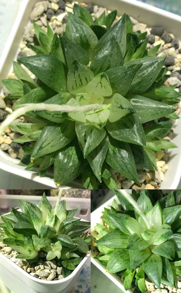 窓辺の画像 by ひろさん | 窓辺と旧氷砂糖と多肉植物とハオルチア属と多肉ちゃんとおうち園芸とハオルシア属 と記録用