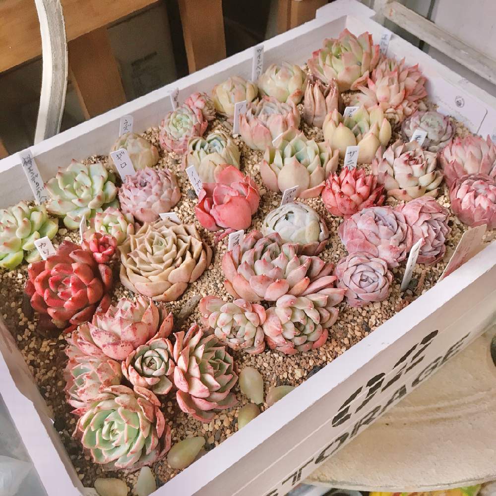 バルコニー/ベランダの画像 by ココさん | バルコニー/ベランダと多肉植物標本箱と多肉中毒と多肉植物と狩っ多肉と紅葉する多肉と多肉は癒しと多肉植物寄せ植えと簡単にできる!ガーデニング寄植えと多肉植物のある暮らしと多肉植物 エケベリアと半日陰のベランダ
