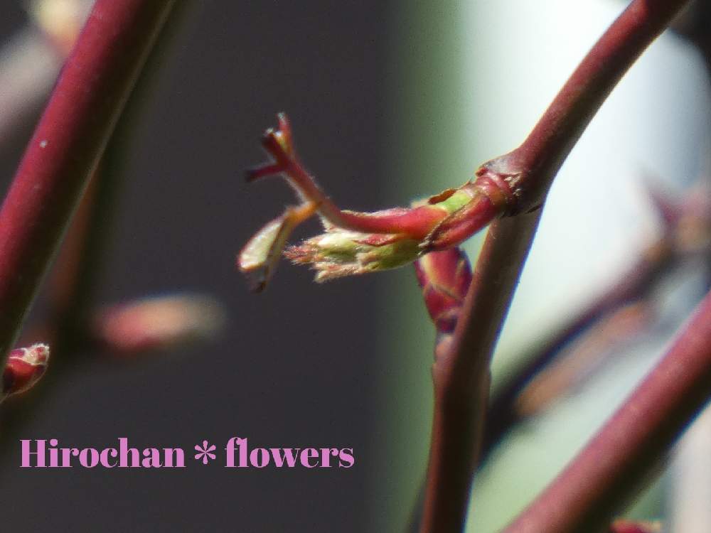 お出かけ先の画像 by Hirochan* flowersさん | お出かけ先と医療・介護の皆様に感謝と近所の公園といつもありがとう♡と少しずつ春♪とコロナに負けるな!と公園の桜の木とかわぃぃ。と小さな芽が出てる*\(^o^)/*と太陽の光を浴びてとお花好きの人と繋がりたい