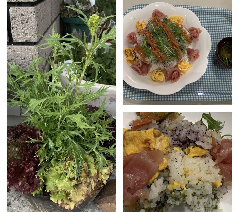 エントランスの画像 by ぽぉさん | エントランスとリーフレタスと水菜と栽培記録と花のある暮らしとおひなさまと家庭菜園奮闘日記と夕ごはん