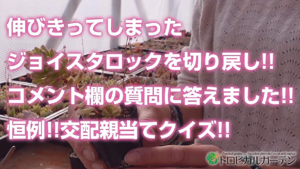 小さな庭の画像 by トロピカルガーデン埼玉さん | 小さな庭と多肉植物と韓国苗販売とおうち園芸とエケベリア属と多肉女子とトロピカルガーデン群馬とタニラーと実生苗と多肉植物販売群馬とトロピカルガーデンと多肉植物販売埼玉と多肉植物 エケベリアとsucculent plantsとEcheveriaとsucculentとトロピカルガーデン埼玉