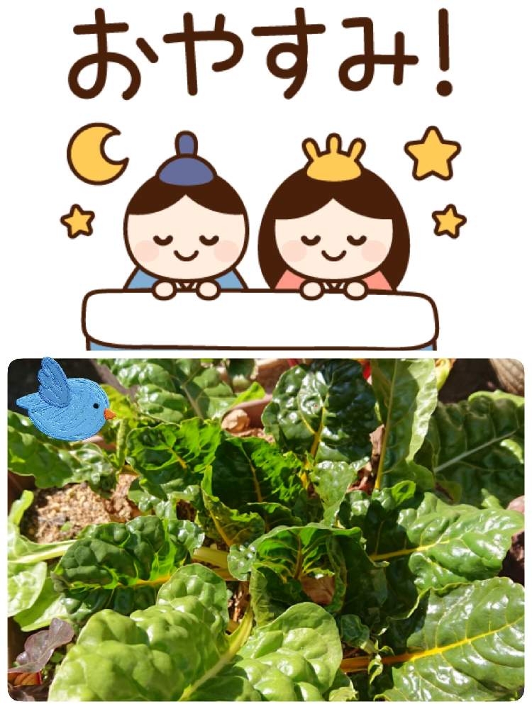 畑の画像 by 苺さん | 畑とスイスチャードの栽培とプランターと家庭菜園(プランター)とおうち園芸と種からの栽培とプランター植え