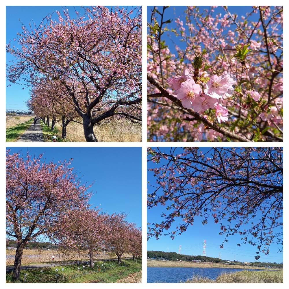 お出かけ先の画像 by あささんさん | お出かけ先と 河津桜と河津桜満開