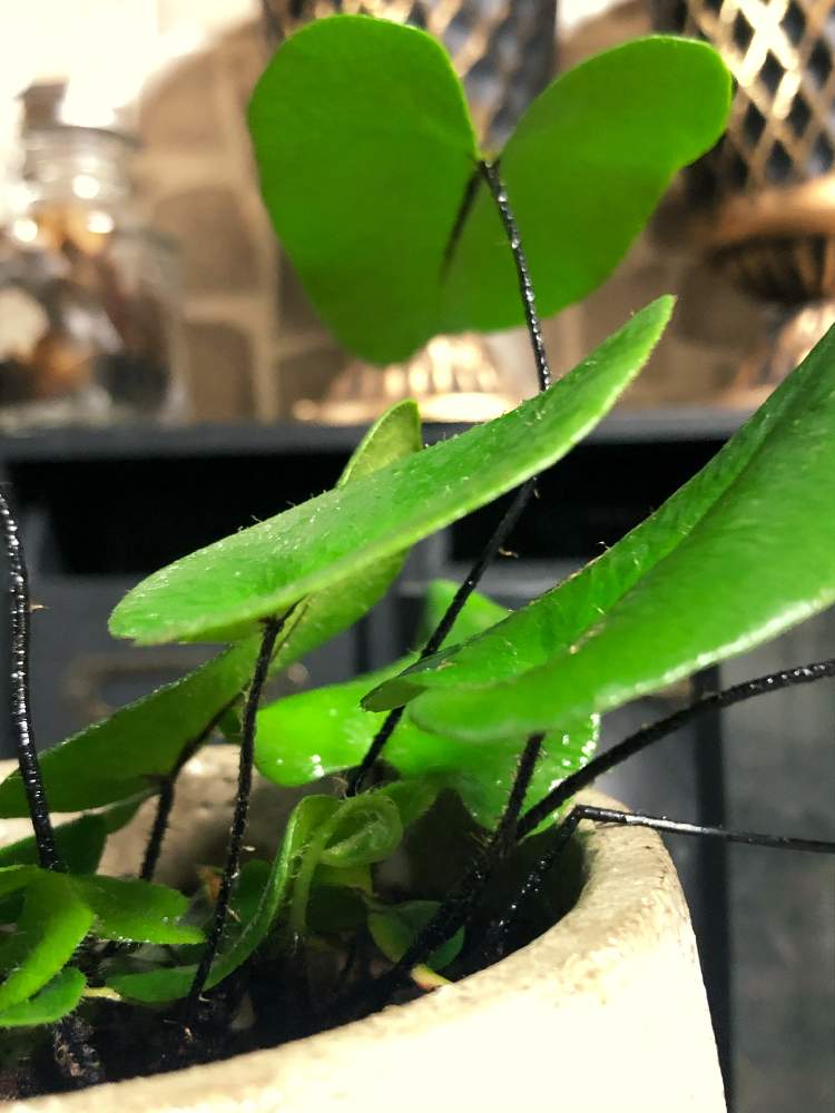 部屋の画像 by ALEXさん | 部屋とハートファンとヘミオニティス アリフォリアと観葉植物とグリーンのある暮らしと室内組とベランダガーデニングとおうち園芸と観葉植物のある暮らしと新芽とインテリアグリーンとシダ植物