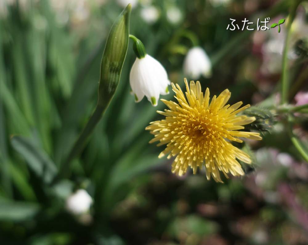 お出かけ先の画像 by ふたばさん | お出かけ先とノゲシとスノーフレークと白い花と小さい花と幸せの黄色いお花